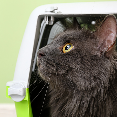Tips When Moving With Pets